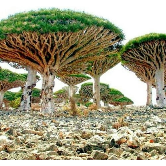 CZ Grain 10 Dragon Tree Dracaena Draco Plant Seeds