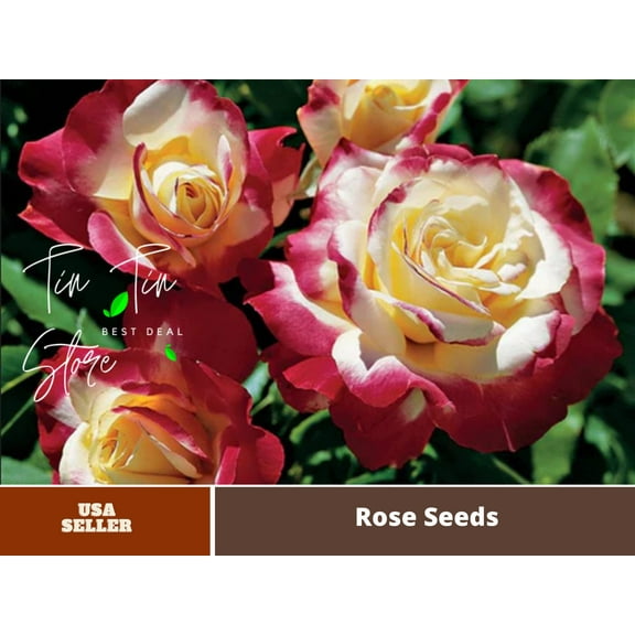 30 Rare seed-Double Delight Rose Bush#1088-Authentic Seeds-Flowers-Seeds-Rose seeds-Herb seeds-Vegetable Seeds-Mix Seeds for Plant- B3G1