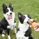 thumbnail image 3 of Juguete de peluche para perros, juguetes interactivos para perros de peluche para el aburrimiento, lindos juguetes para masticar perros chirriantes para cachorros, razas pequeñas, medianas y gran, 3 of 5