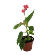 Heirloom Pink Angel Wing Begonia dietrichiana - 2.5" Pot - Great House Plant
