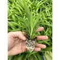 thumbnail image 3 of Spider Plant Variety Pack ~ 4 Starter Plants Ocean, Hawaiin, Green, Bonnie Curly ~ Perfect for Home Garden and Office, 3 of 5