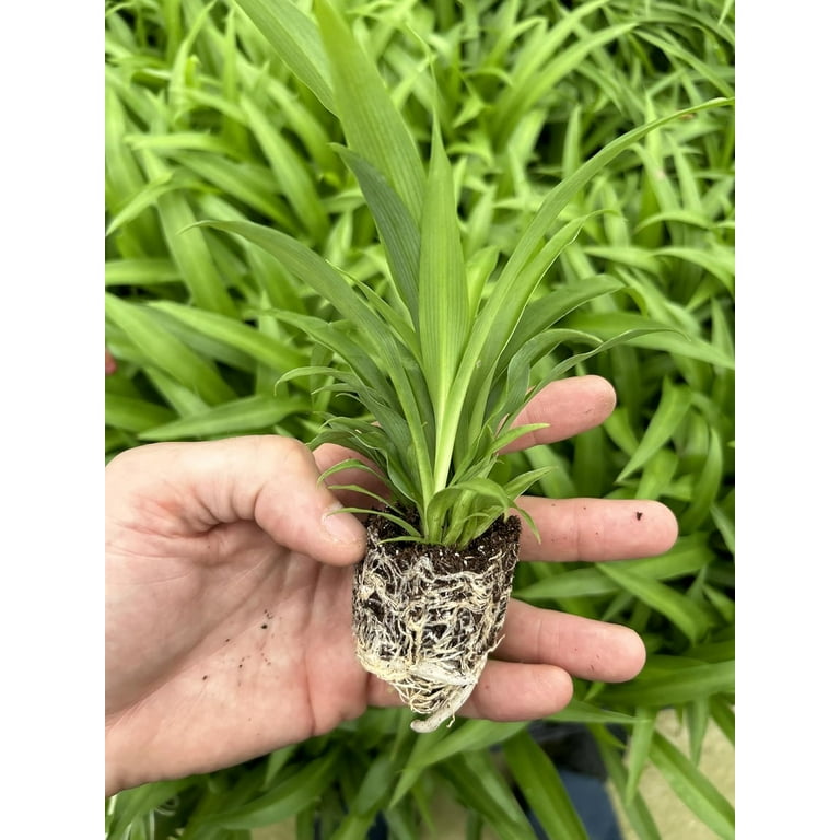 crassula succulent Crassula x perforata 'Ivory Towers' 2 Inch