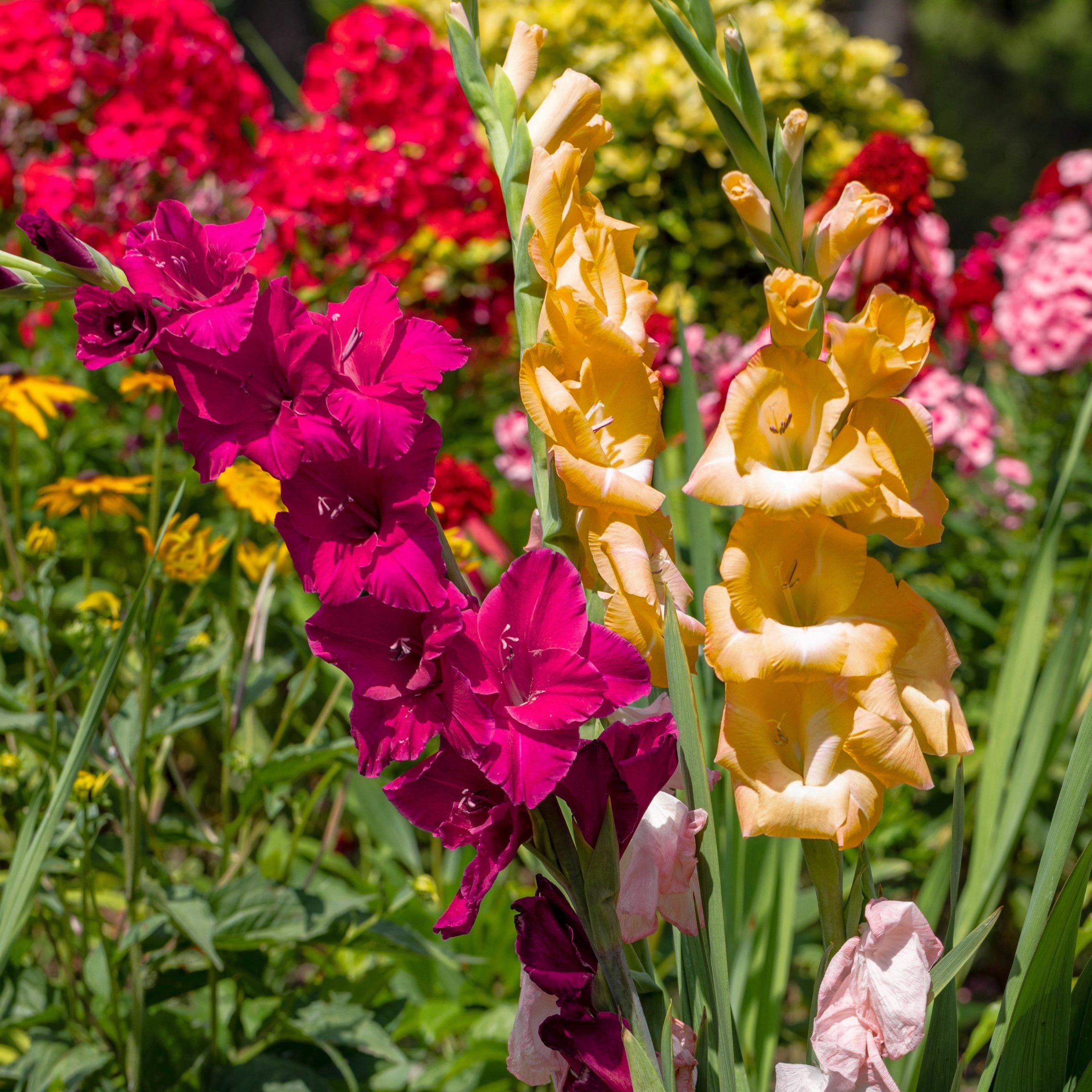 National Plant Network Gladioli Mixed Bulbs (20-Pack)