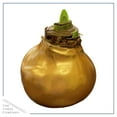 thumbnail image 3 of The Three Company Gold Waxed Amaryllis Plant Bulbs, Blooms Red, Easy Care, No Watering Needed, 3 of 5