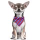 thumbnail image 4 of Ropa para perros Chaleco para perros Bípode para mascotas Ropa para mascotas Falda cheongsam para mascotas 1903, 4 of 5