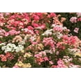 thumbnail image 3 of Pastel Shades Mix Phlox Seeds, 3 of 4