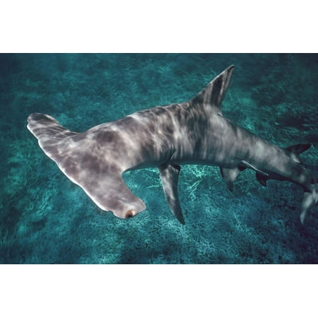 Great Hammerhead Shark Print Wall Art