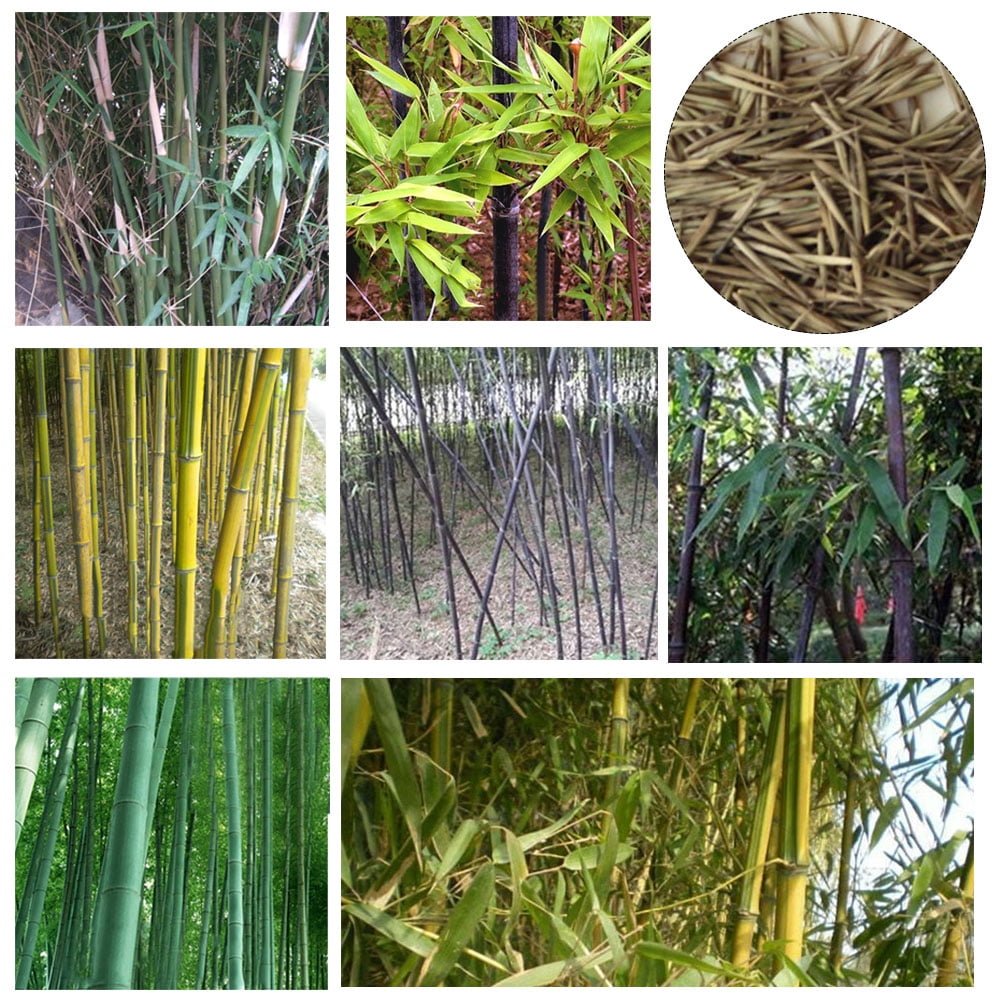 moso bamboo phyllostachys pubescens moso bamboo phyllostachys pubescens