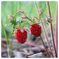 thumbnail image 3 of Everwilde Farms - 30 Wild Strawberry Native Wildflower Seeds - Gold Vault Seed Packet, 3 of 5