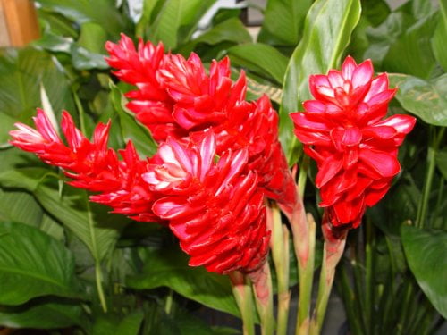 HAWAIIAN TROPICAL PINK GINGER PLANT ROOT ~ GROW HAWAII