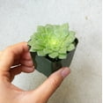 thumbnail image 3 of Aeonium Dinner Plate, Beautiful Rosettes Succulent, Live Easy Care House Plant - 2 inch size, 3 of 4