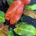 thumbnail image 2 of Prince of Orange Philodendron - Live Plant in a 4 Inch Pot - Philodendron Erubescens - Extremely Rare and Beautiful Indoor Houseplant - A Rare Tropical Masterpiece, 2 of 5