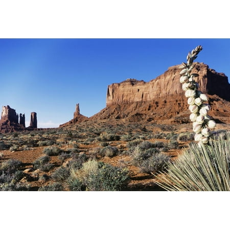 Yucca Plant with Sandstone Monument, Monument Valley Tribal Park, Arizona, USA Print Wall Art By Paul