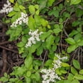 thumbnail image 4 of SINENSE LIGUSTRUM, 4 of 6