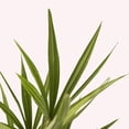thumbnail image 2 of American Plant Exchange Windmill Palm Tree 2 Pack, 4-Inch Pots, Cold-Hardy Outdoor Landscape Plants, Zones 7-11, 2 of 2