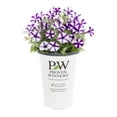 thumbnail image 2 of Proven Winners 1.5PT Purple Petunia Live Annual Plant Sun 5-Pack, 2 of 6