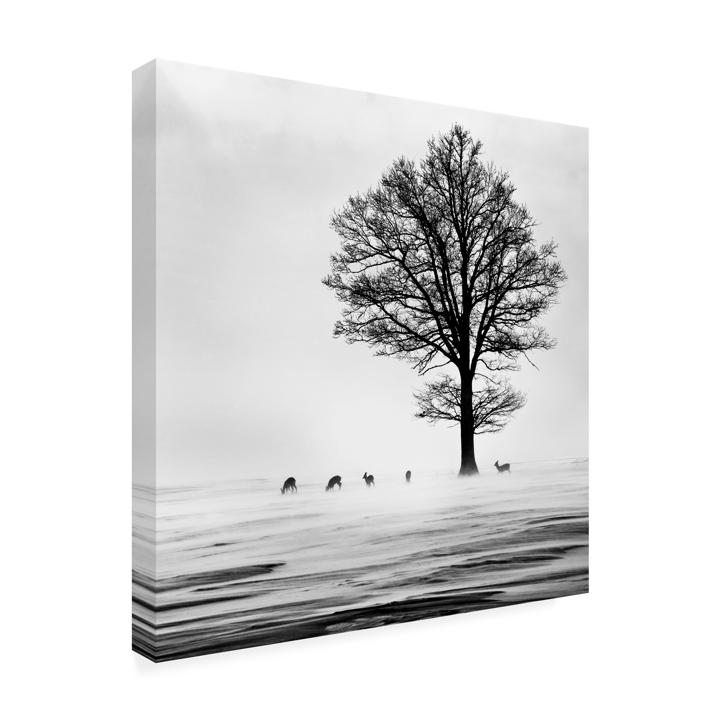 Dansiga 'Roes' Canvas Art