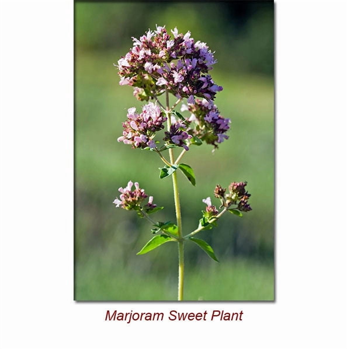 Marjoram Sweet Essential Oil 1 fl oz (30 ml) - 100% Pure and Natural by Silky Scents
