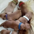 thumbnail image 3 of Puppy Puppy Collar 15 Pieces Double Sided Adjustable Id Collar Soft Reusable Identification Belt,, 3 of 5