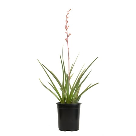 Altman Plants Red Yucca Outdoor Plant - Hesperaloe Parviflora - Perennial Succulent - 1-Gallon Pot