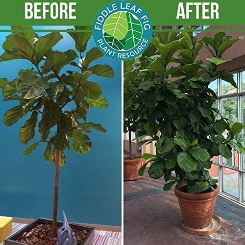 Fiddle Leaf Fig Plant Food  312 Balanced NPK Liquid Fertilizer for Larger Leaves, Stronger Roots & Steady, Vibrant Growth  Suitable for All Ficus Including Ficus Lyrata  Made in USA  8 oz