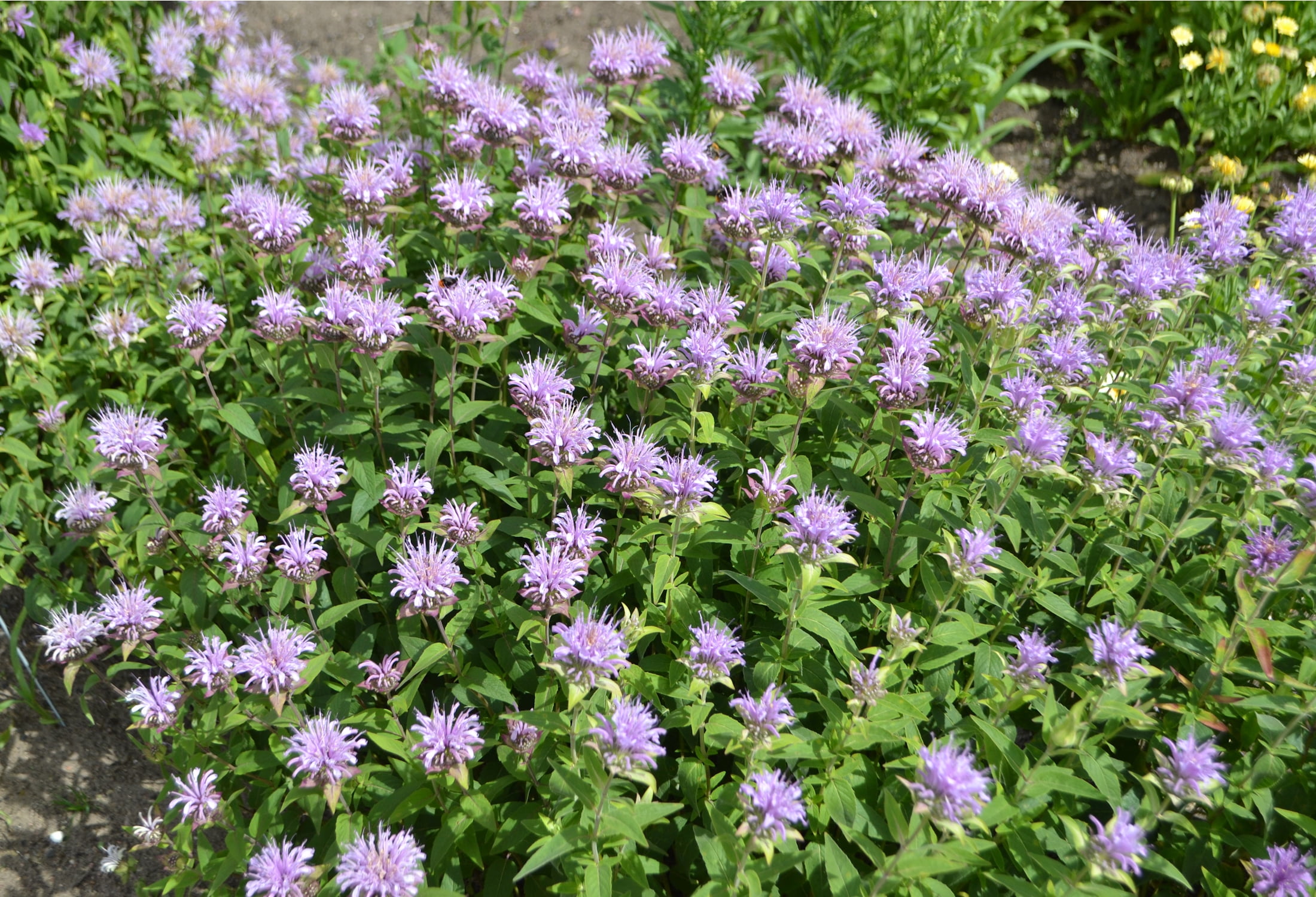 Earthechoseeds Wild Bergamot Bee Balm - Thumbnail 4