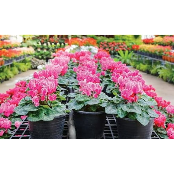 Gardenera Premium Cyclamen Potting Soil Mix - Perfect Balance of Nutrients, Drainage, and Aeration for Thriving Blooms - 10 Quart