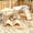 Style A, variant on Threns 4 Pack Hamster Play Wooden Platform for Dwarf Syrian Hamsters Gerbils Mice Degus or Other Small Pets, Wooden Hamster Climbing Toy with Platform Decor