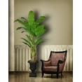 thumbnail image 4 of 86" Tall Banana Tree Artificial Faux Contemporary with Real Touch Leaves in Planter By Minx NY, 4 of 4