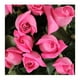 thumbnail image 4 of Bouquet de rosas. con 18 tallos, 4 of 4