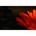 thumbnail image 2 of Stalus, Judy 18x13 Black Modern Framed Museum Art Print Titled - Flame, 2 of 4