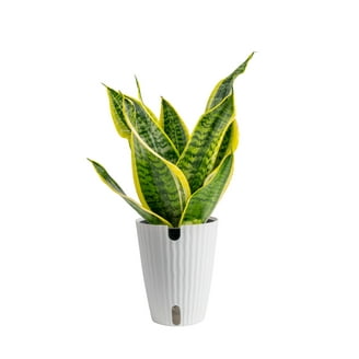 American Plant Exchange Sansevieria Zeylanica Snake Plant in 10" Pot, Green  & White Striped Foliage, Low-Light, Easy Care Houseplant - Walmart.com