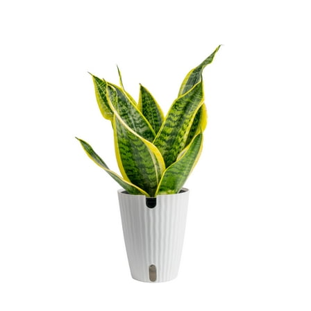 Plants with Benefits by Costa Farms 12" Sansevieria Superba House Plant in 6" Self-Watering Pot