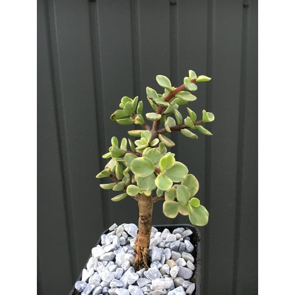 RedCrocus Elephant Bush Variegated-Drought Tolerant Succulent 6" Pot