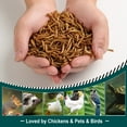 thumbnail image 2 of Euchirus 22LB Non-GMO Dried Mealworms, High Protein Bulk Mealworms for Chickens, Birds, Hamsters, Fish, Turtles, 2 of 8