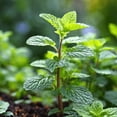 thumbnail image 3 of Fragrant Mint Plant Live, 4-6 Inches, Culinary Mint Herb for Indoor Outdoor Gardens (Peppermint), 3 of 5