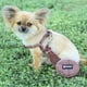 thumbnail image 4 of Soft Dog Harness and Leash Set Adjustable Nylon Chihuahua Dog Collar For Small Medium Dogs Pet Products Walking ShopWise Round, 4 of 15