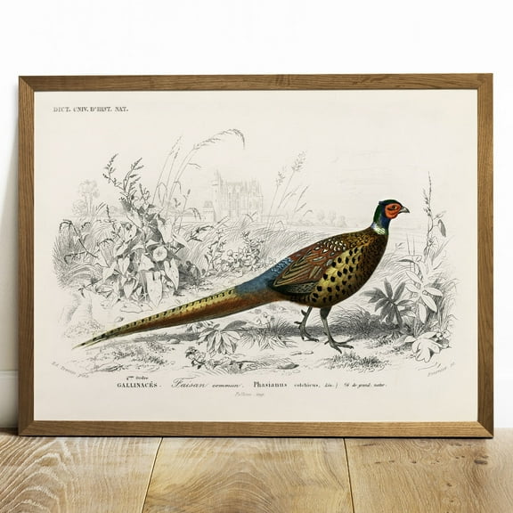 Pheasant Print, Antique Animal Painting, Vintage Drawing Poster Art, Ring-necked Pheasant,animal bedroom decor, american wildlife,Interior wall decoration, living room, frameless 12X16 inches