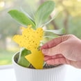 thumbnail image 5 of Expert Gardener Plant Insect Sticky Traps for Gnats, Aphids, and Plant Lice, 12 Pack, 5 of 11