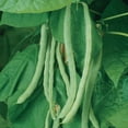 Burpee Organics Kentucky Wonder Garden Bean Seeds NonGMO, Pole Bean