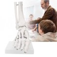thumbnail image 4 of Modelo de articulación de tobillo y pie, modelo de enseñanza de pie humano con base, 4 of 9