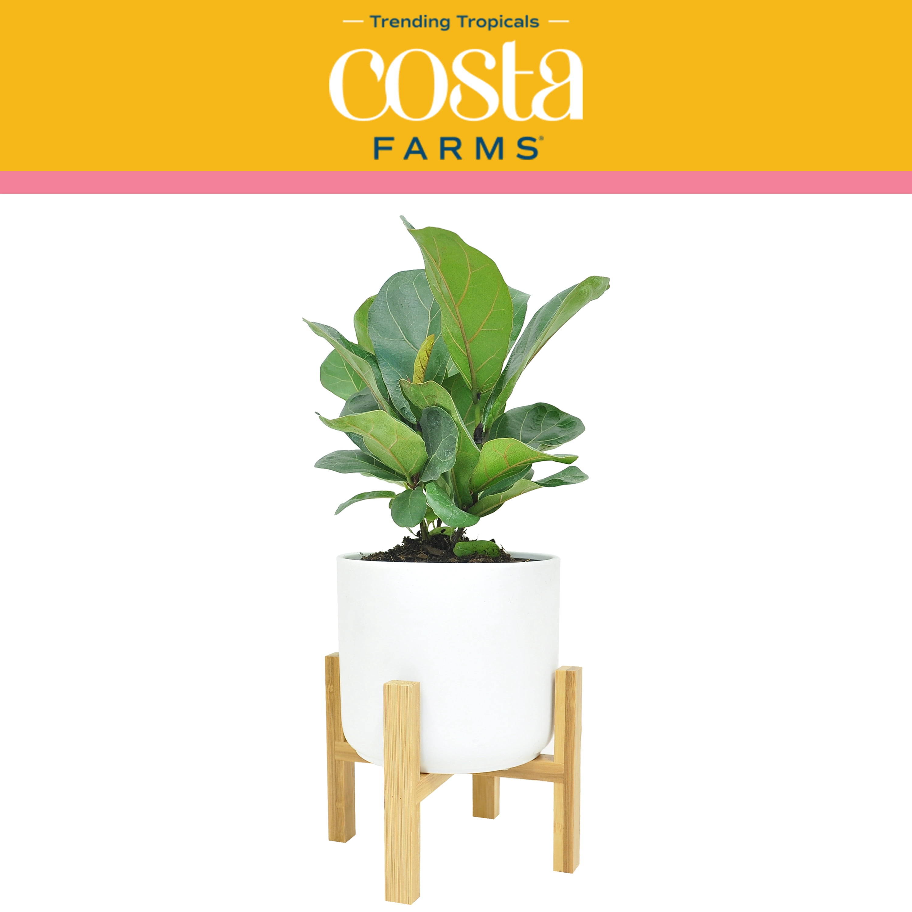 Costa Farms Trending Tropicals Live Indoor 12in. Tall Green Little Fiddle Leaf Fig; Bright, Indirect Sunlight Plant in 6in. Mid-Century Modern Planter