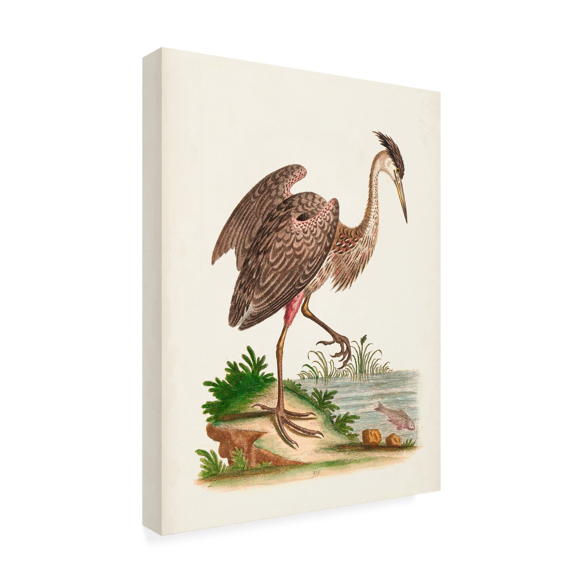 George Edwards 'Antique Heron and Cranes III' Canvas Art