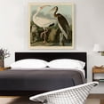 thumbnail image 2 of ARTCANVAS White Ibis Canvas Art Print by John James Audubon - Size: 36" x 36" (1.50" Deep), 2 of 9