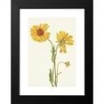 thumbnail image 2 of Mary Vaux Walcott 18x24 Black Modern Framed Museum Art Print Titled - Perennial Gaillardia. Gaillardia Aristata (1925), 2 of 5