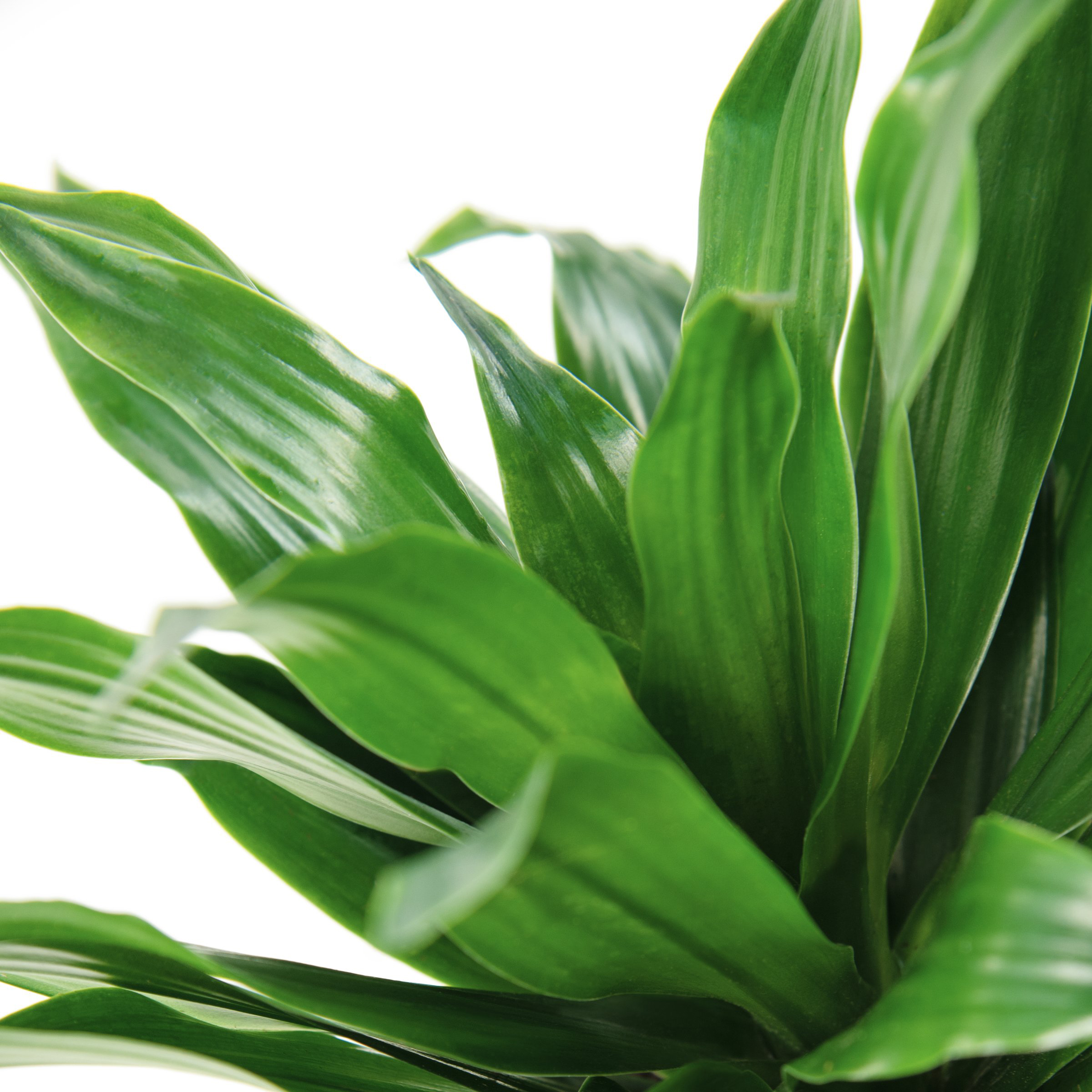 6 in. Dracaena Janet Craig Compacta Plant in Grower Container