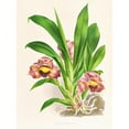 thumbnail image 2 of Jean Jules Linden 15x18 Gold Ornate Wood Frame and Double Matted Museum Art Print Titled - Bollea Pulvinaris (1885-1906), 2 of 4