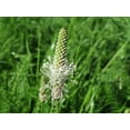thumbnail image 5 of Plantago Plantain Seeds/ Perennial/ Full Sun/100 Seeds 1/4 Gram/ Zellajake Farm and Garden - B268, 5 of 5