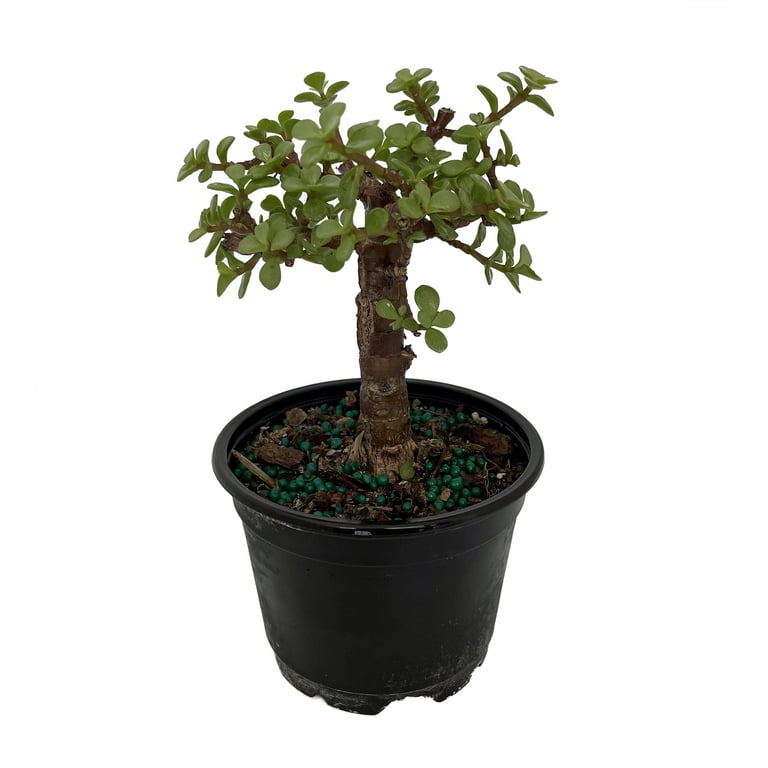 Creme & Green Mini Jade Plant - Portulacaria afra - 2.5 Creme & Green Mini Jade Plant - Portulacaria afra - 2.5