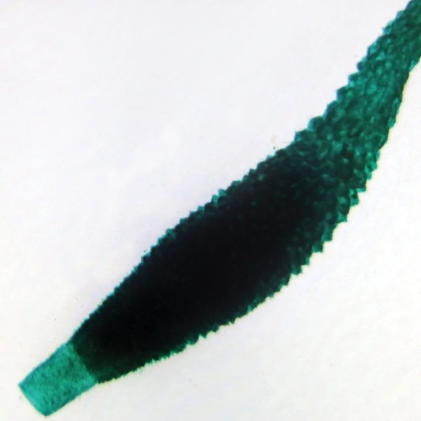 Grantia Prepared Microscope Slide, WholeMount